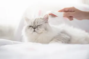 Hair Removal Service